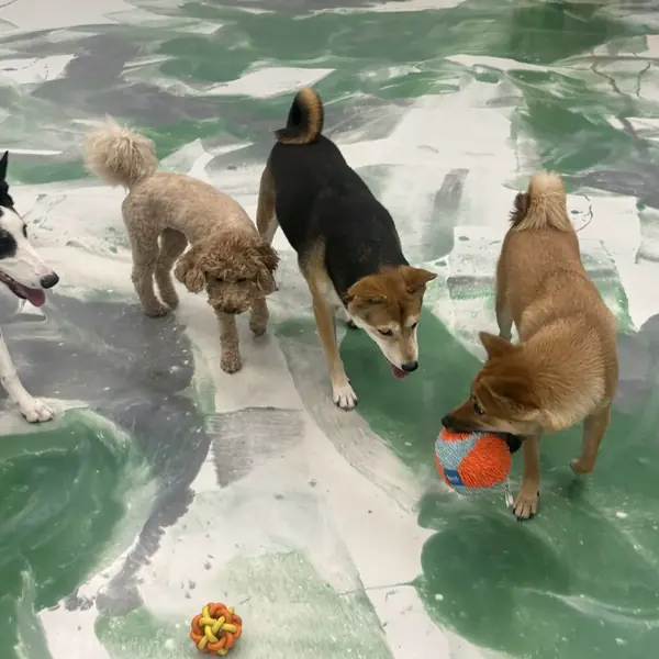 Boarding stay at K9 Rox Club Las Vegas
